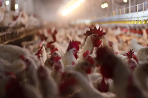 SURGING: Bird Flu & Egg Prices