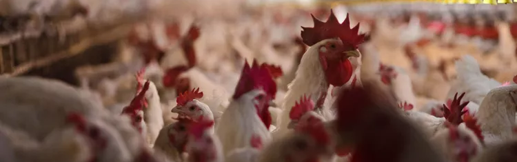 SURGING: Bird Flu & Egg Prices