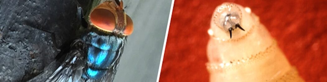 New World Screwworm: Assessing the Threat to U.S. Agriculture, Food Supply, and Human Health